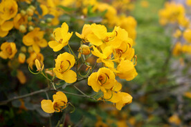 黄槐决明花