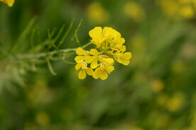 黄色菜花