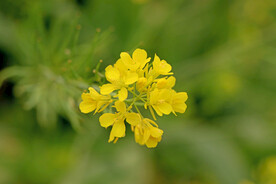 黄色菜花