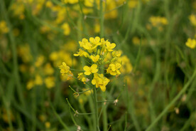 黄色菜花