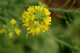 黄色菜花