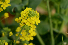 黄色菜花