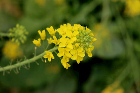 黄菜花