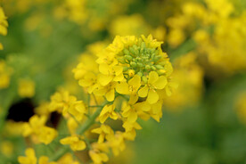 黄菜花