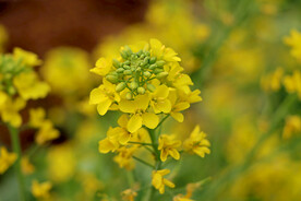 黄菜花