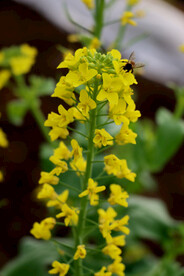 黄菜花