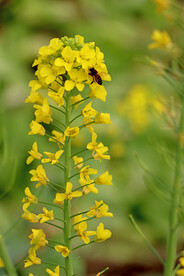 黄菜花