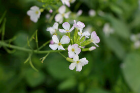 萝卜菜花