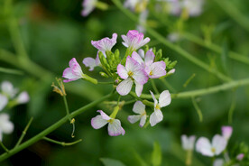 萝卜菜花