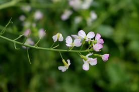 萝卜菜花