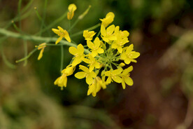 黄菜花