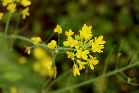 黄菜花