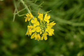 黄菜花