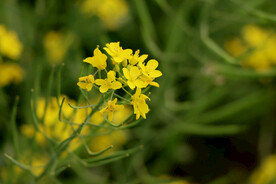 黄菜花