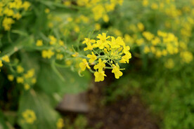 黄菜花