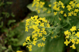 黄菜花