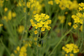 黄菜花