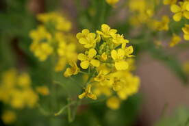 黄菜花