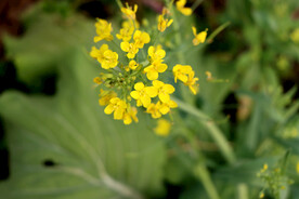 黄菜花