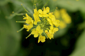 黄菜花