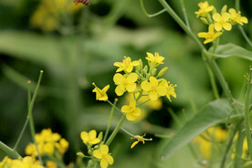 黄菜花