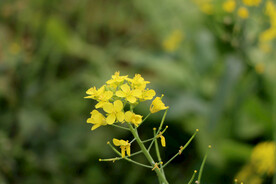 黄菜花