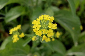 黄菜花