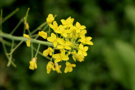 黄菜花