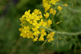黄菜花