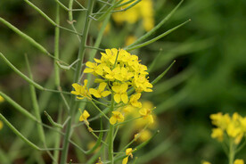 黄菜花