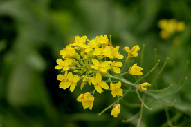黄菜花
