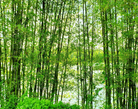 四川眉山青神竹林湿地公园