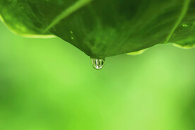 植物雨滴摄影