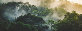 森林背景