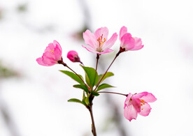 花卉