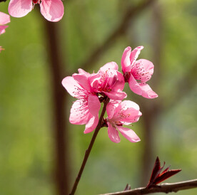 桃花 