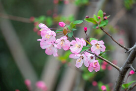 花卉