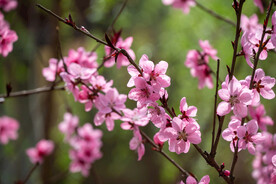 桃花 