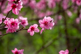 桃花 