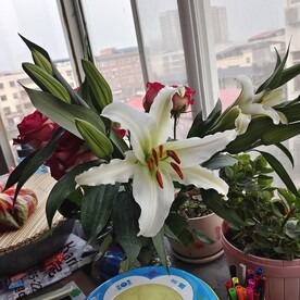 绿植