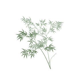 竹子