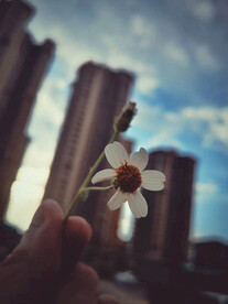 小白花