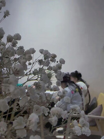 白花