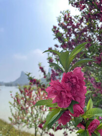 花树