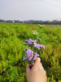 手花
