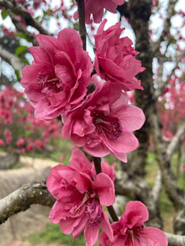 红桃花