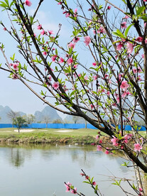 桃花树