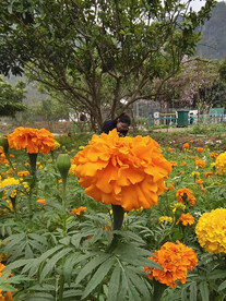 橙花