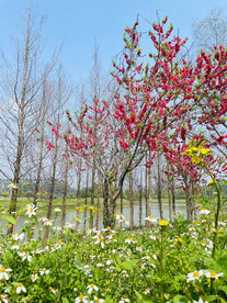 桃花树