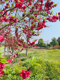桃花枝条